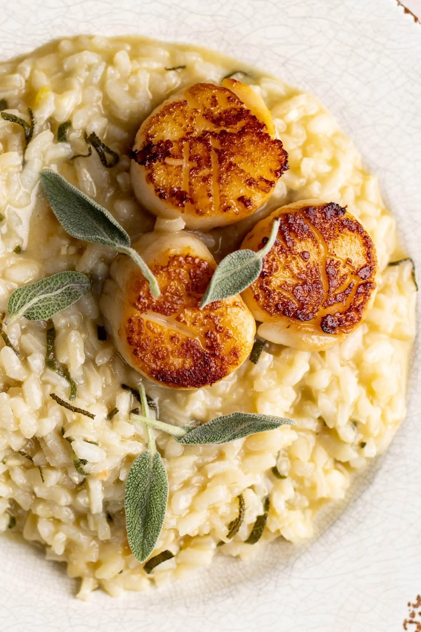 up close shot of brown butter and sage risotto topped with seared scallops